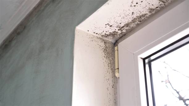Trusted Brigantine, NJ Mold Remediation Experts